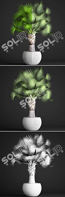 Noble Bismarckia: Stunning Green Majesty 3D model image 3