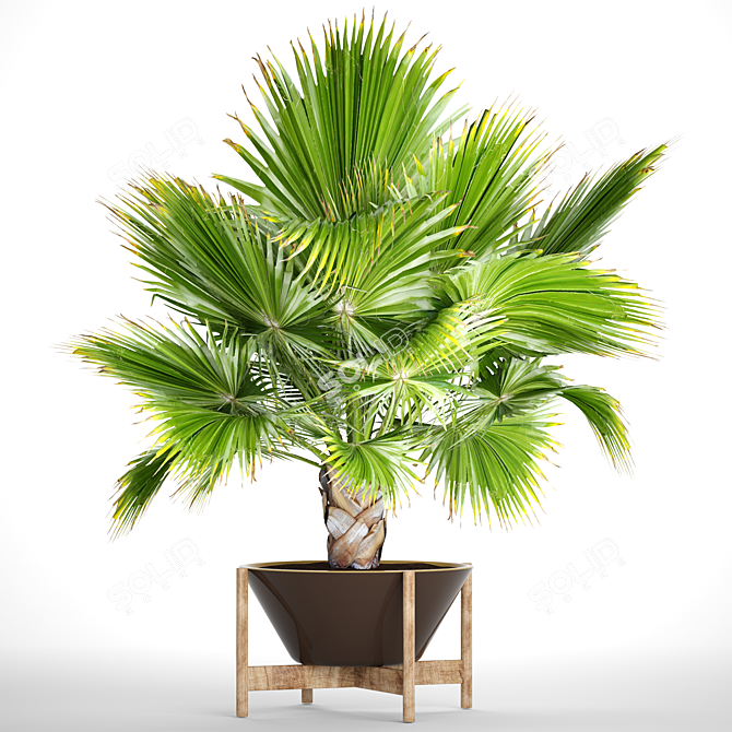 Exquisite Brahea Edulis - Rare Palm 3D model image 1