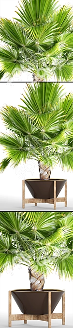 Exquisite Brahea Edulis - Rare Palm 3D model image 2