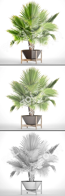 Exquisite Brahea Edulis - Rare Palm 3D model image 3