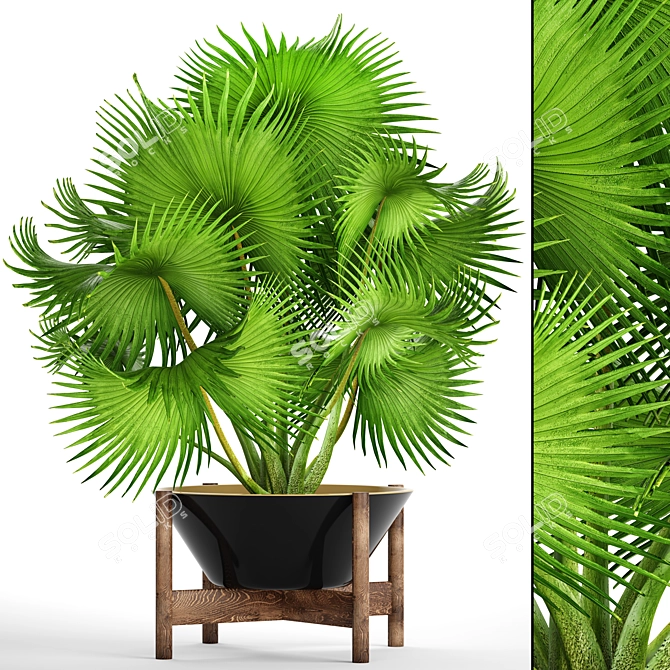 Exotic Palm Tree - Brahea Edulis 3D model image 1