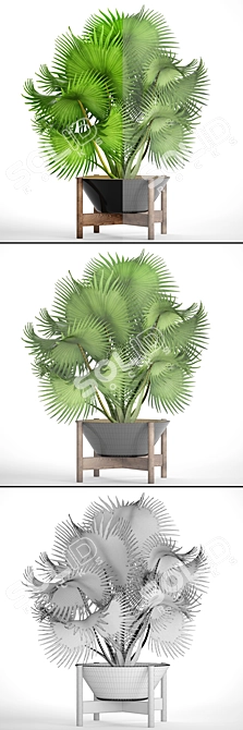 Exotic Palm Tree - Brahea Edulis 3D model image 3