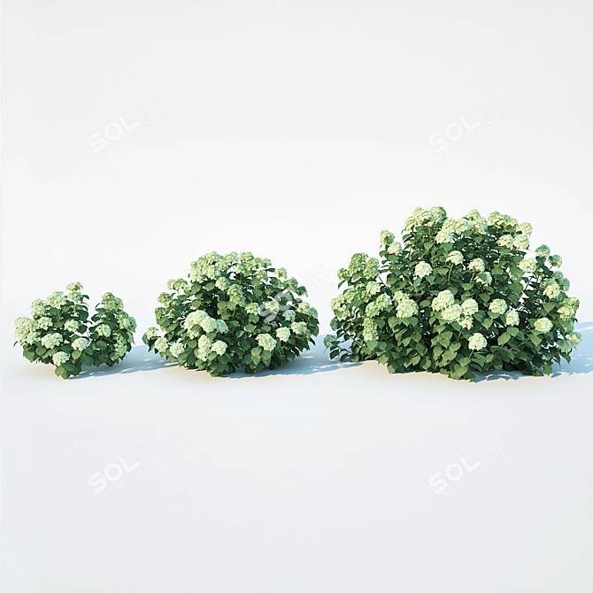 Versatile Hydrangea for Every View 3D model image 2