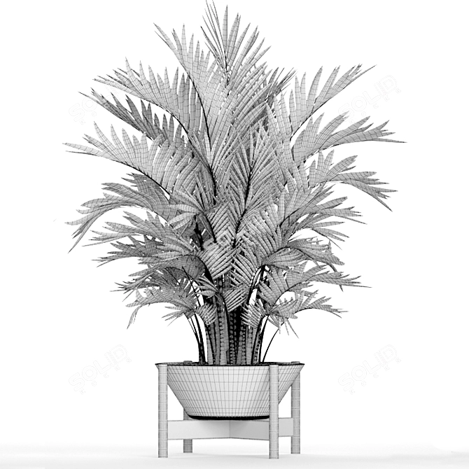 Elegant Howea Forsteriana Palm 3D model image 3