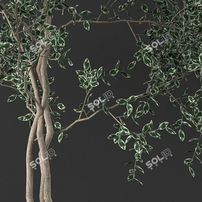 Big Ficus Benjamin Tree 3D model image 2