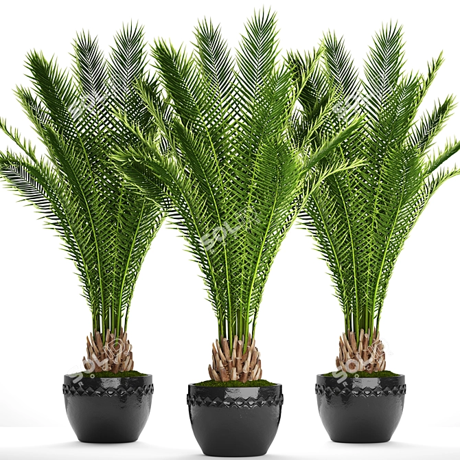 Exotic Date Palm Tree 3D model image 1