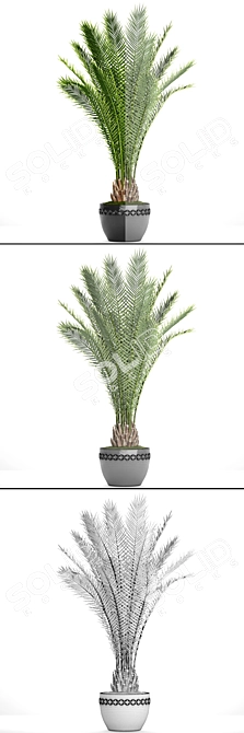 Exotic Date Palm Tree 3D model image 3