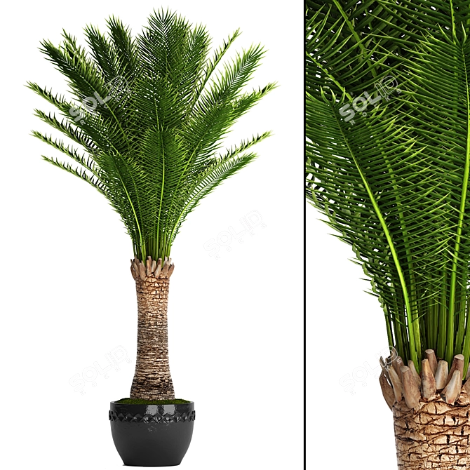 Exquisite Date Palm Tree 3D model image 1