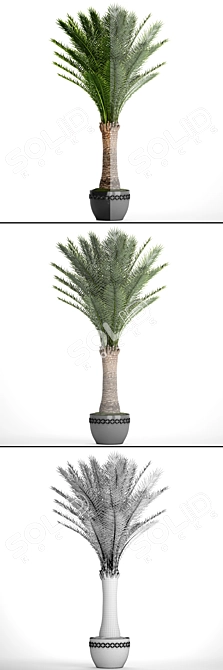 Exquisite Date Palm Tree 3D model image 3