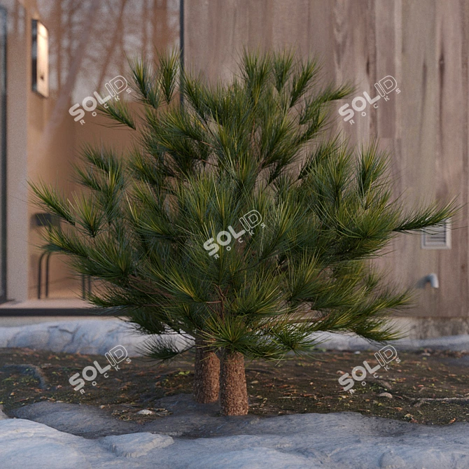 Charming Pine Miniature 3D model image 2