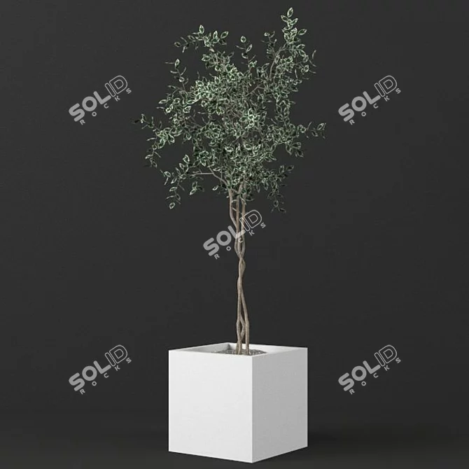 Small Ficus Benjamin Model - 129cm 3D model image 1