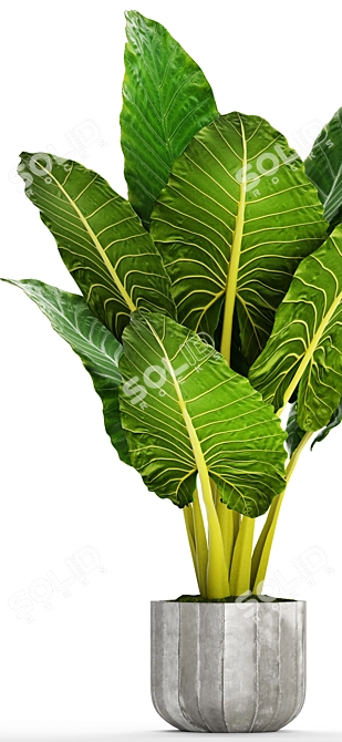 Giant Alocasia: Majestic Leafy Beauty 3D model image 2