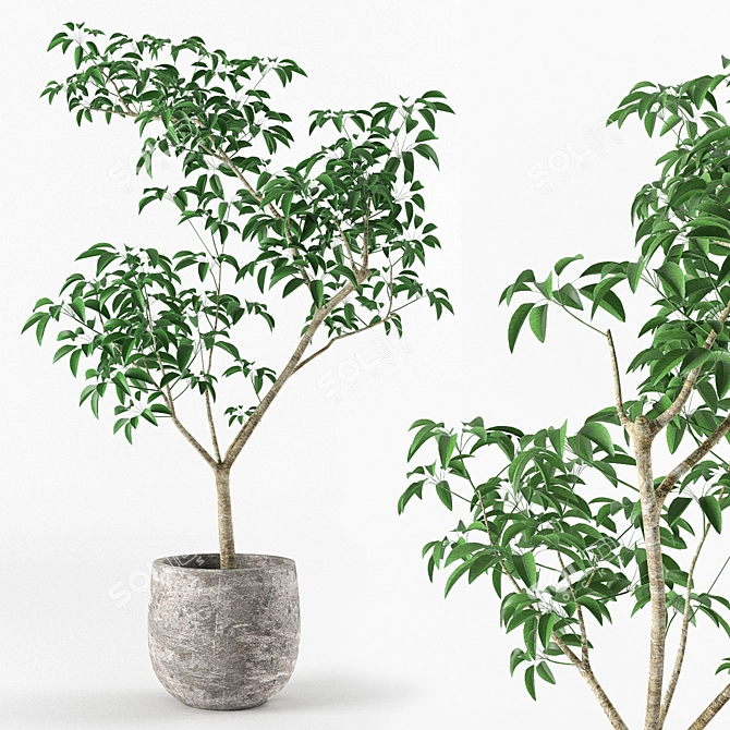 Miniature Potted Tree: Petite and Perfect 3D model image 1