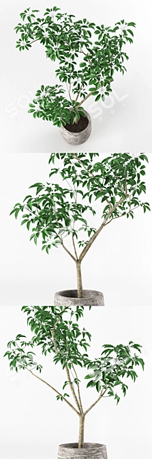 Miniature Potted Tree: Petite and Perfect 3D model image 2