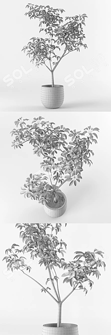 Miniature Potted Tree: Petite and Perfect 3D model image 3