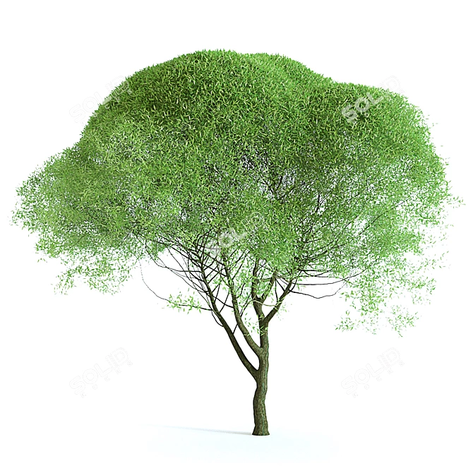 Title: Iva Spheroidal: Versatile Tree for Construction and Agriculture 3D model image 1