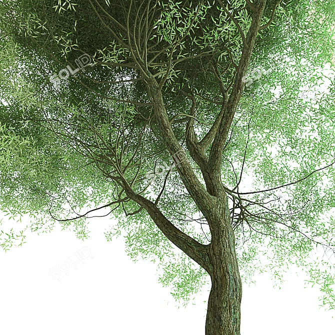 Title: Iva Spheroidal: Versatile Tree for Construction and Agriculture 3D model image 2