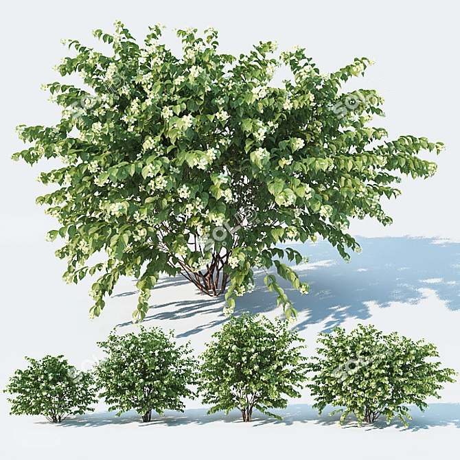 Optimized Philadelphus Variants: Perfect for Scattering 3D model image 1