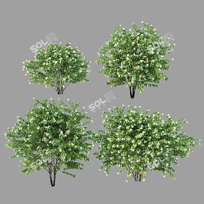 Optimized Philadelphus Variants: Perfect for Scattering 3D model image 3