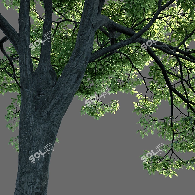 Evergreen Beauty: Stunning Russian Tree 3D model image 2