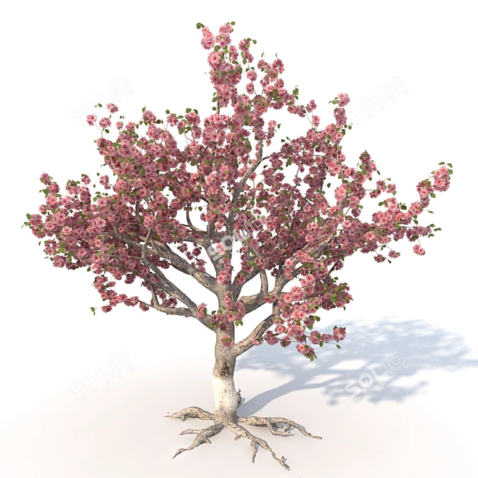 Blooming Sakura Tree 3D model image 1