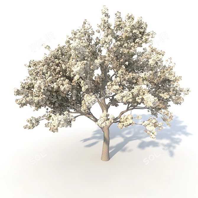 Blooming Pear Tree 3D model image 1