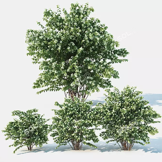 Enhanced Philadelphus Blossom Beauty 3D model image 1