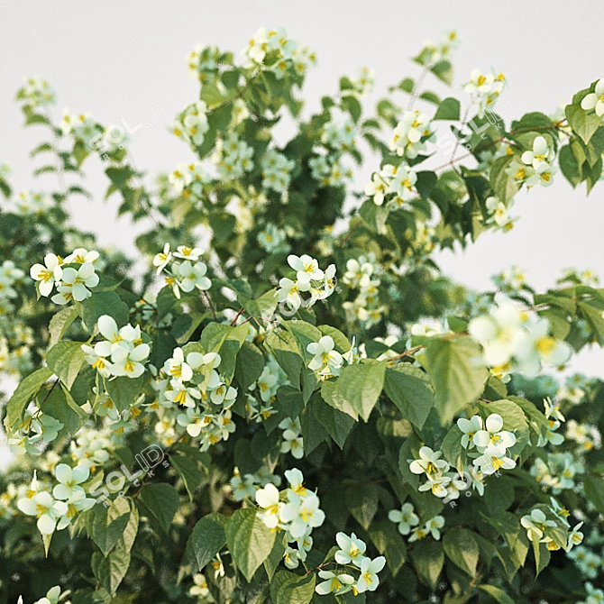 Enhanced Philadelphus Blossom Beauty 3D model image 2