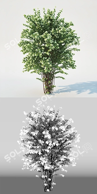 Scatter-Optimized Philadelphus Coronarius 3D model image 3