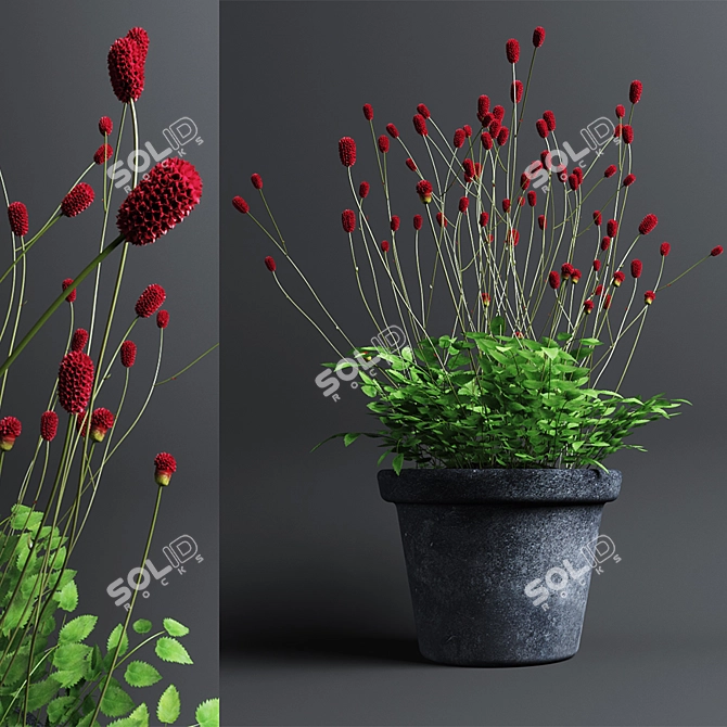 Bloodthirsty Sanguisorba: Beautiful Landscape Plant 3D model image 1