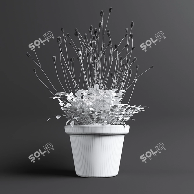 Bloodthirsty Sanguisorba: Beautiful Landscape Plant 3D model image 2