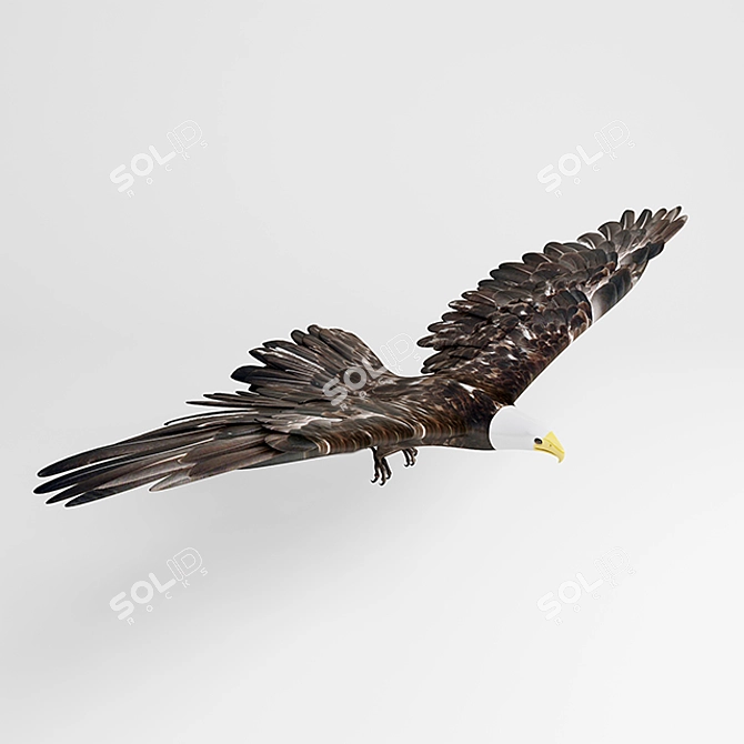 Fierce Falcon: A Powerful and Agile Predator 3D model image 3
