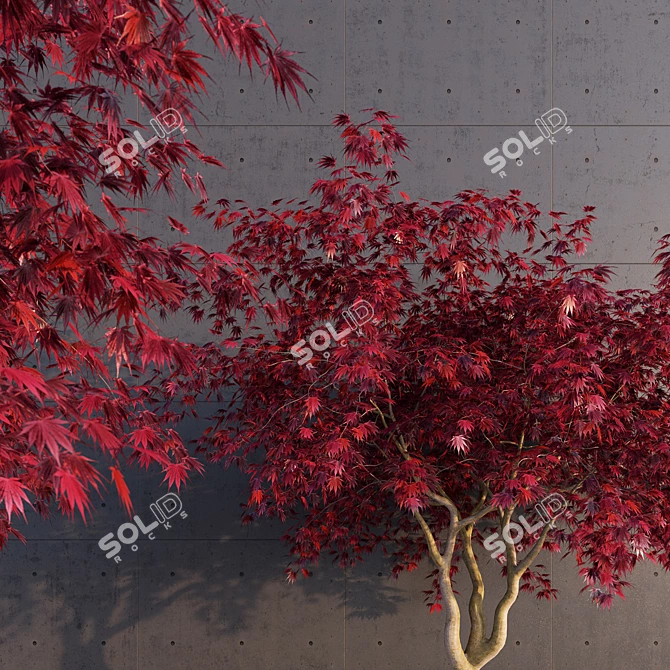 Elegant Japanese Maple Tree 3D model image 1
