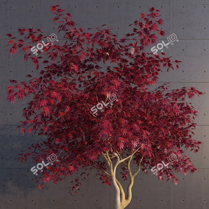 Elegant Japanese Maple Tree 3D model image 2