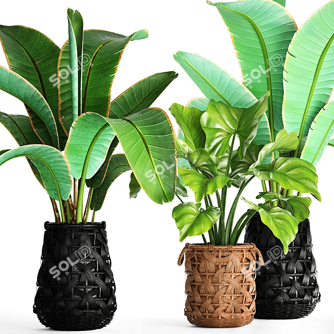 Tropical Plant Collection: Banana Palms 3D model image 1