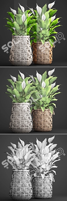 Evergreen Collection: Spathiphyllum 3D model image 3