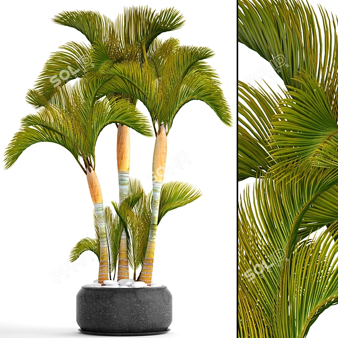 Golden Palm Collection 3D model image 1