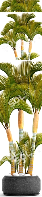 Golden Palm Collection 3D model image 2