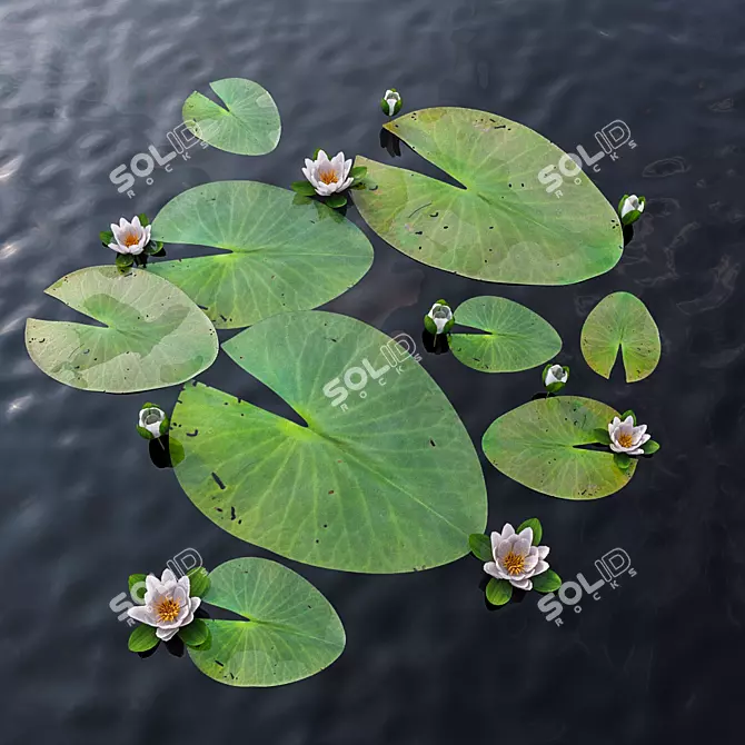 Exquisite Water Lily Scene 3D model image 1