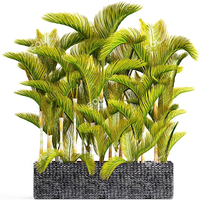 Yellowish Dypsis Palm Collection 3D model image 1