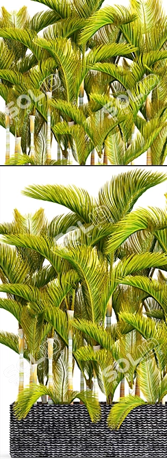 Yellowish Dypsis Palm Collection 3D model image 2