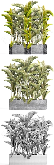 Yellowish Dypsis Palm Collection 3D model image 3