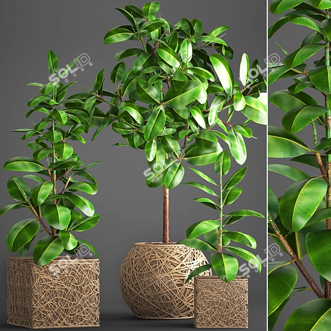 Ficus Robusta Pot Collection 3D model image 1