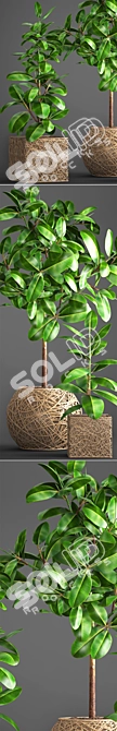 Ficus Robusta Pot Collection 3D model image 2