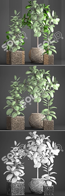 Ficus Robusta Pot Collection 3D model image 3