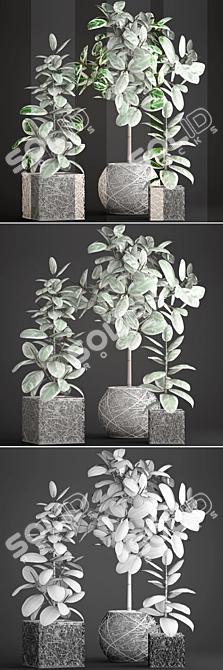 Variegated Ficus Elastica: Stunning Plant Collection 3D model image 3