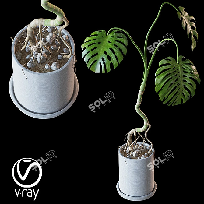 Tropical Monstera Plant in Ceramic Pot 3D model image 1