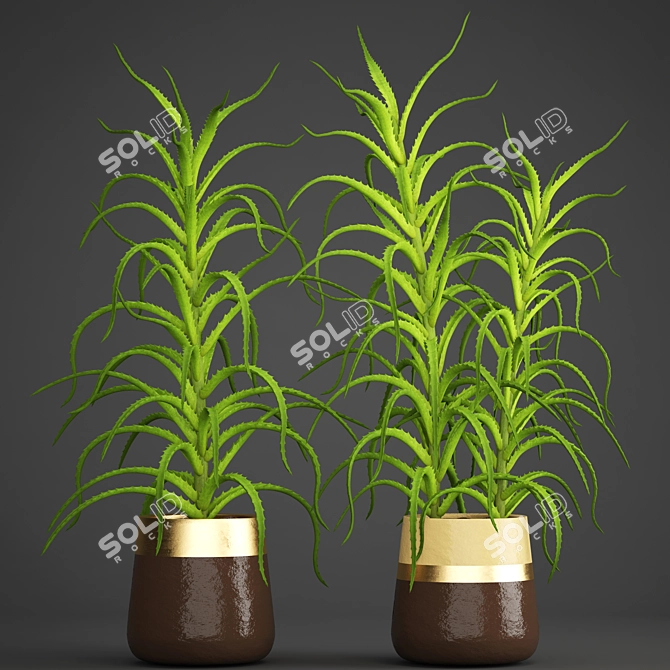 Aloe Vera Collection: 105 Varieties 3D model image 1