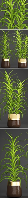 Aloe Vera Collection: 105 Varieties 3D model image 2