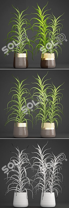 Aloe Vera Collection: 105 Varieties 3D model image 3